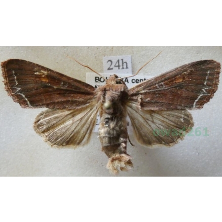 Lacanobia oleracea (Linnaeus, 1758) Piętnówka brukiewka Czech24h